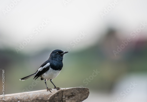 Oriental magpie robin on bamboo.