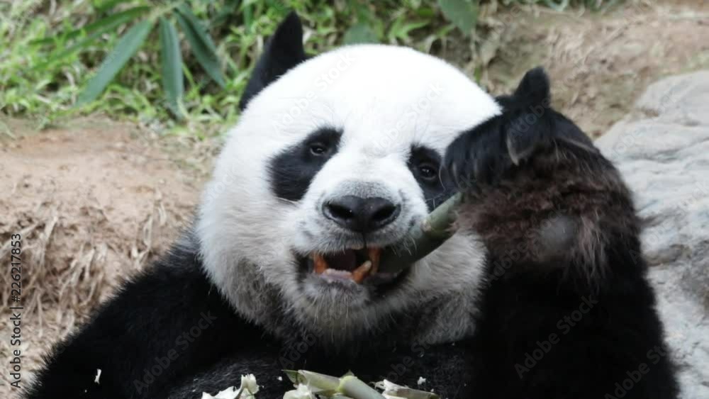 Male Panda in Thailand Eating Bamboo Shoot Male Panda in Thailand Eating Bamboo Shoot