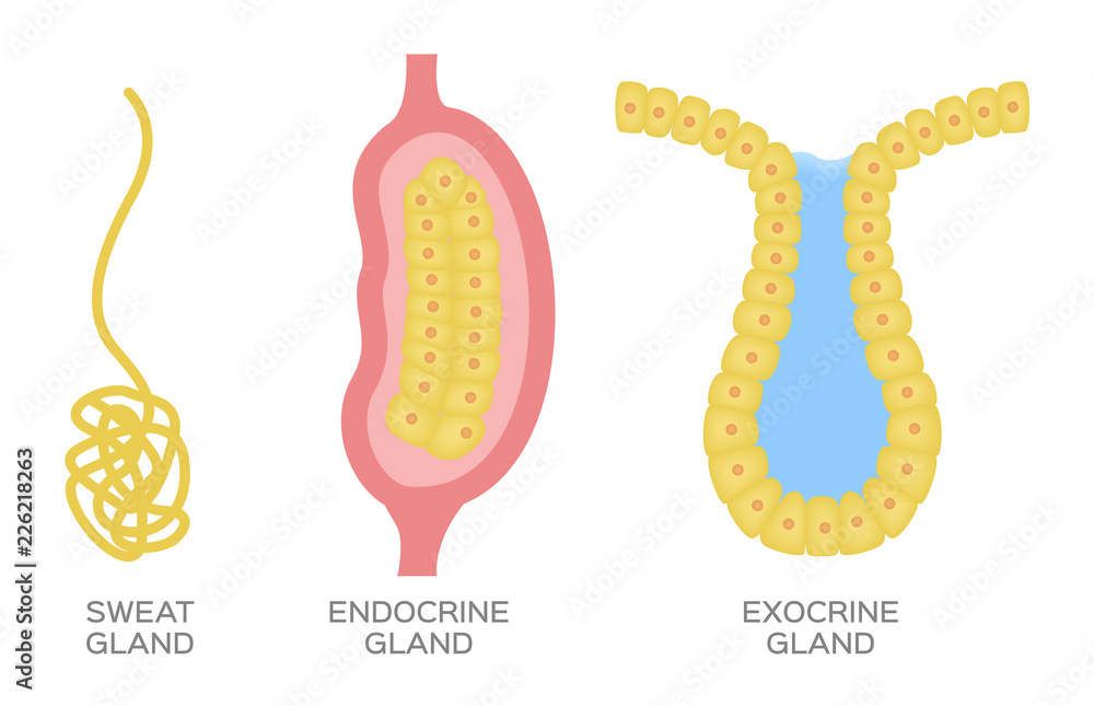 Epithelial gland / endocrine , exocrine and sweat gland vector Stock