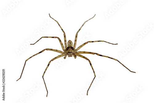 common huntsman spider crawling on white background © pedphoto36pm
