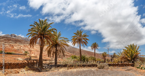 Palm Trees in Fuerteventura, Canary Islands