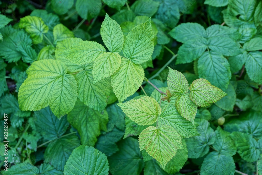 yellow and green leaves on raspberry bush branches yellow and green leaves on raspberry bush branches