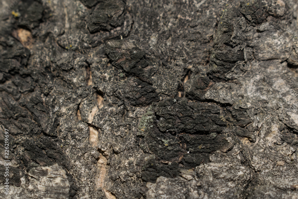 tree trunk bark of different shapes and shades for the background for design tree trunk bark of different shapes and shades for the background for design