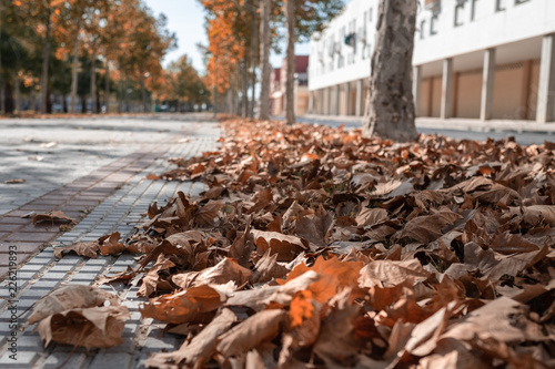 street with fallen leaves on the ground and trees in the background