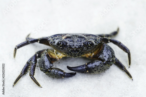 Closeup of a crab with big claws on a white rock