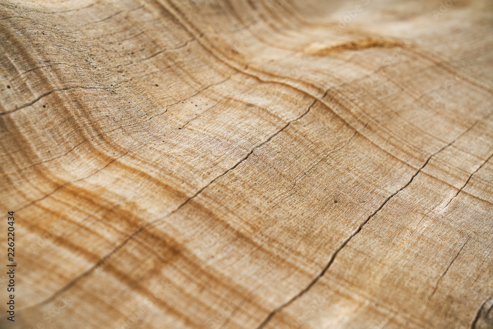 Tree Texture and Background Tree Texture and Background
