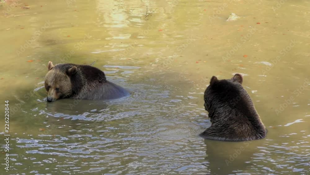 Brown Bears (Ursus arctos) in Lake Clark National Park, Alaska, USA Brown Bears (Ursus arctos) in Lake Clark National Park, Alaska, USA