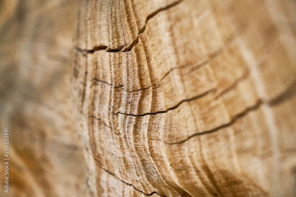 Fototapeta premium Tree Texture and Background
