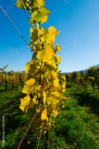 yellow grape leaves at vinery, october