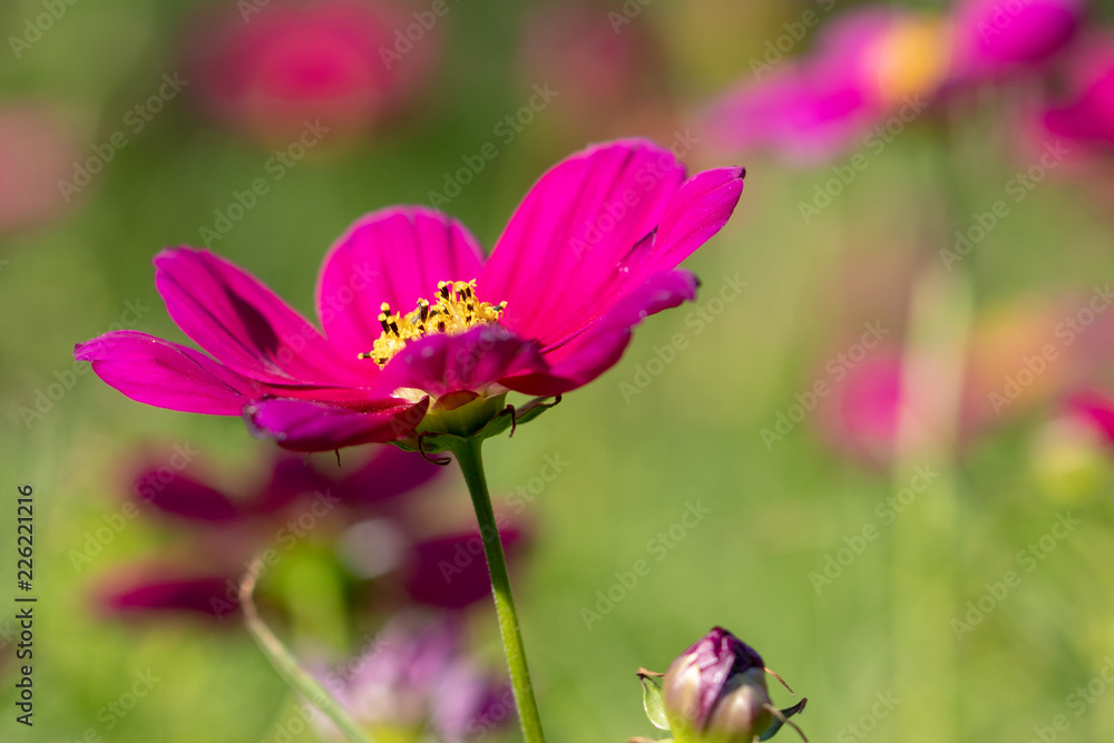 Purple cosmos flower