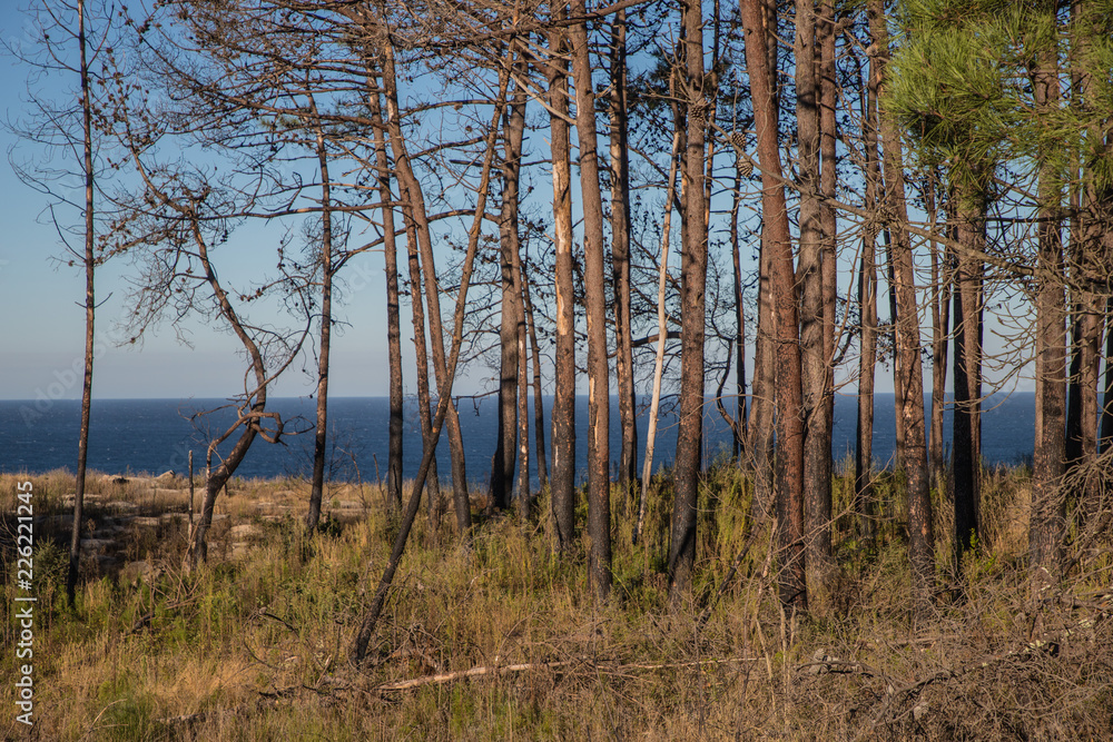 Forest at the spanish atlantic coast Forest at the spanish atlantic coast