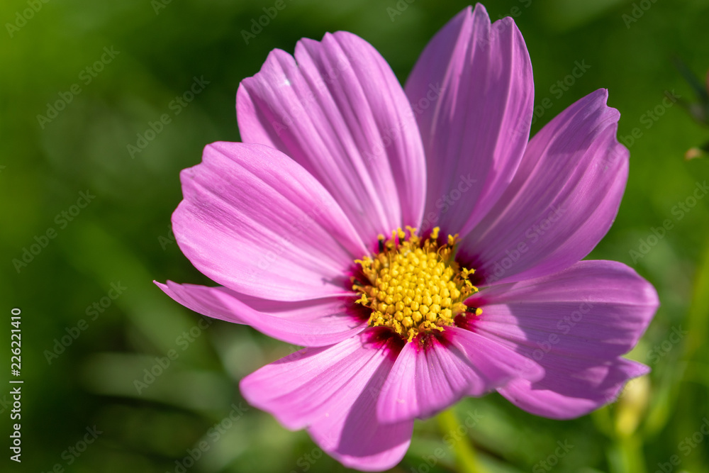 pink cosmos flower