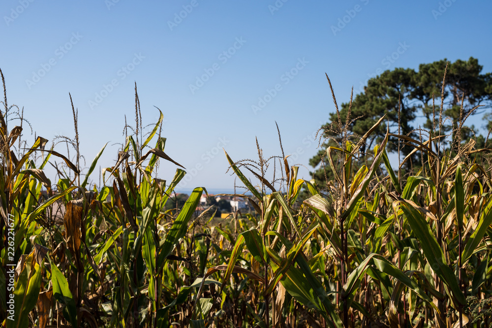 Obraz premium corn in the field