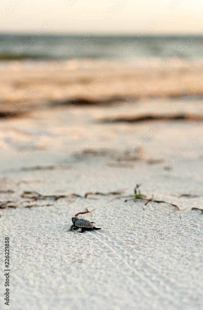 Baby Loggerhead Turtle making it's way to the water Baby Loggerhead Turtle making it's way to the water