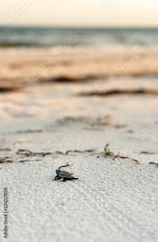 Baby Loggerhead Turtle making it's way to the water © Dave