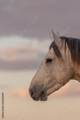 Obraz Dziki koń w górach Onaqui w stanie Utah