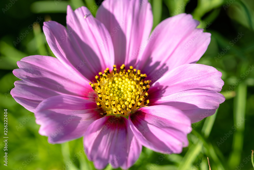 pink cosmos flower pink cosmos flower