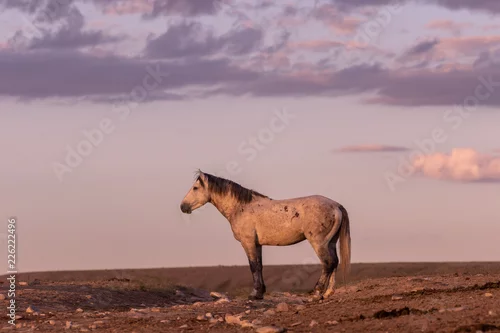 Obraz Dziki koń w górach Onaqui w stanie Utah