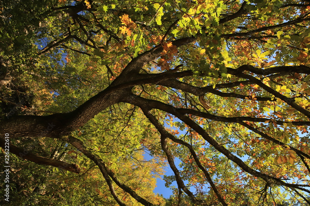 Fototapeta premium Old oak tree