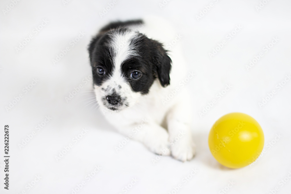 Female puppy with black and white spots looking at câmera