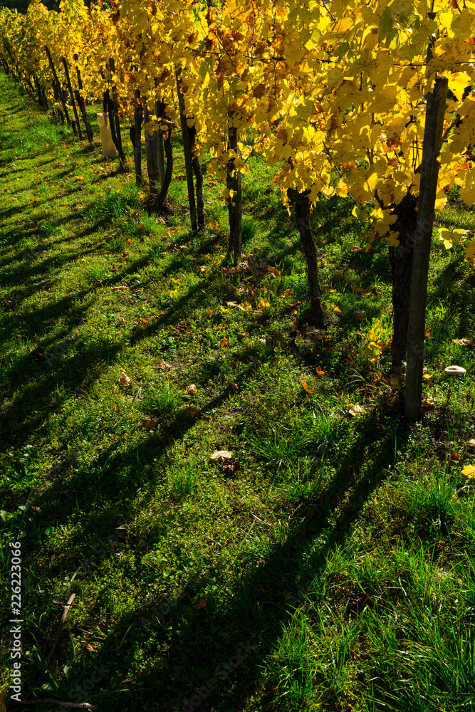Fototapeta premium yellow grape leaves at vinery, october