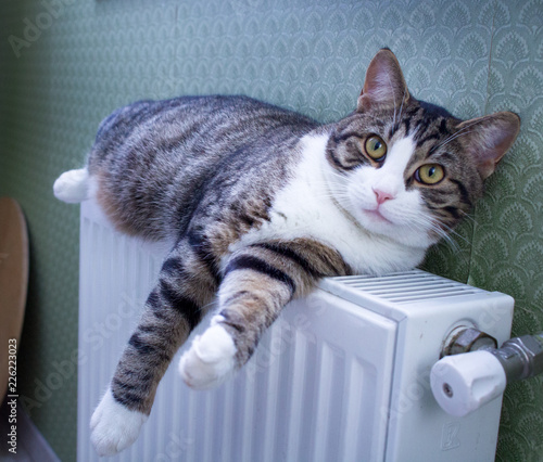 Striped furry cat lying on warm radiator rests and relaxes