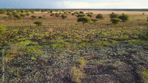 Aerial, Wildebeest herd running through the African savanna at sunset in Botswana