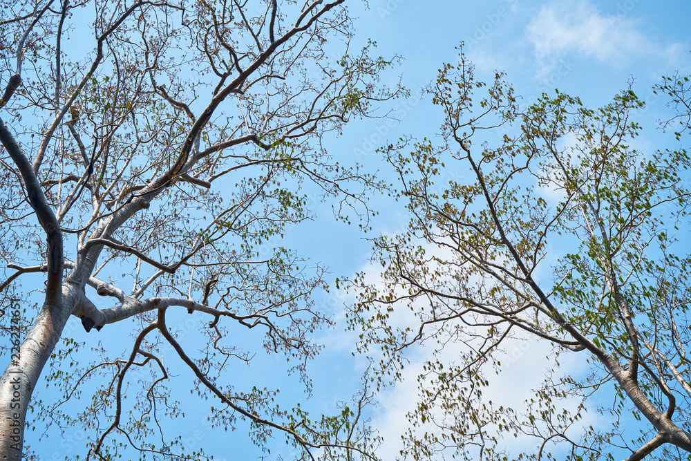 Tree Tree