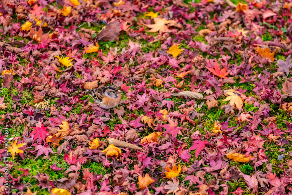 Happy Bird in the middle of Maple Leaves on the floor Autumn in temple, Kyoto, Japan