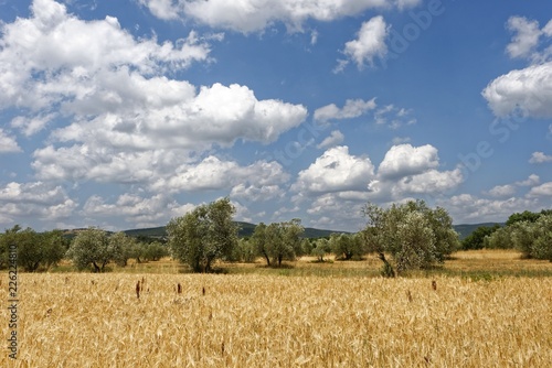 Italien - Toskana - Massa Marittima - Vorlandschaft