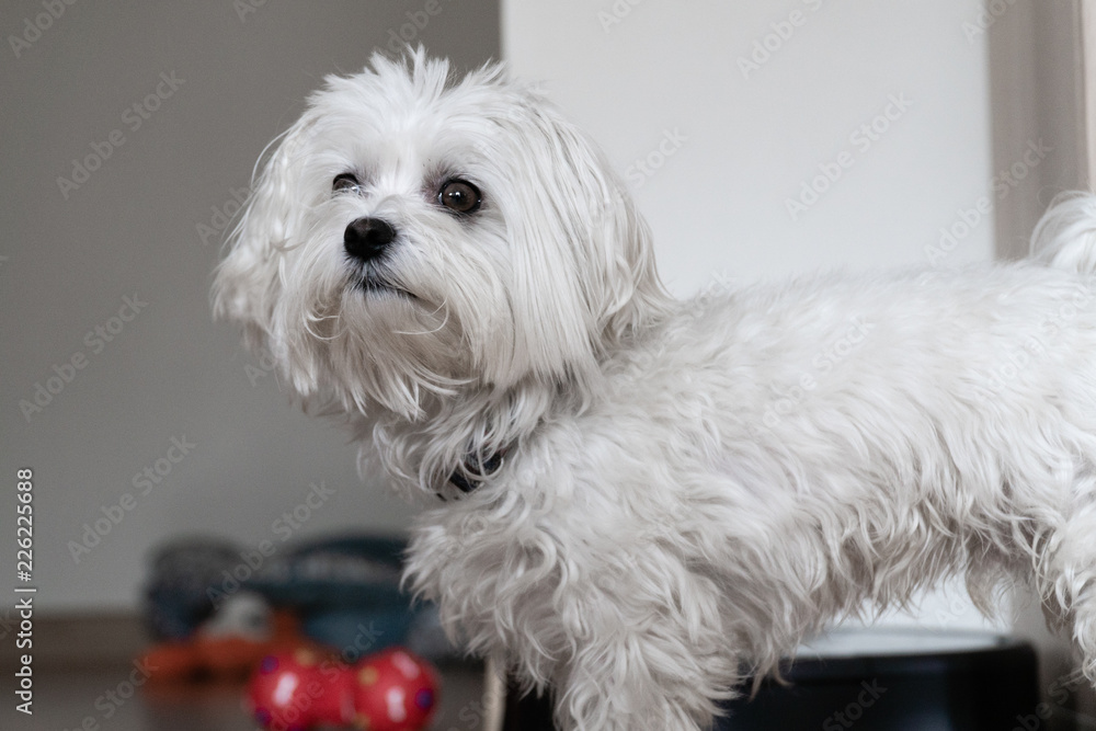 Maltese Maltese