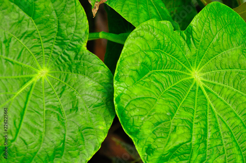 Flora in Ecuador