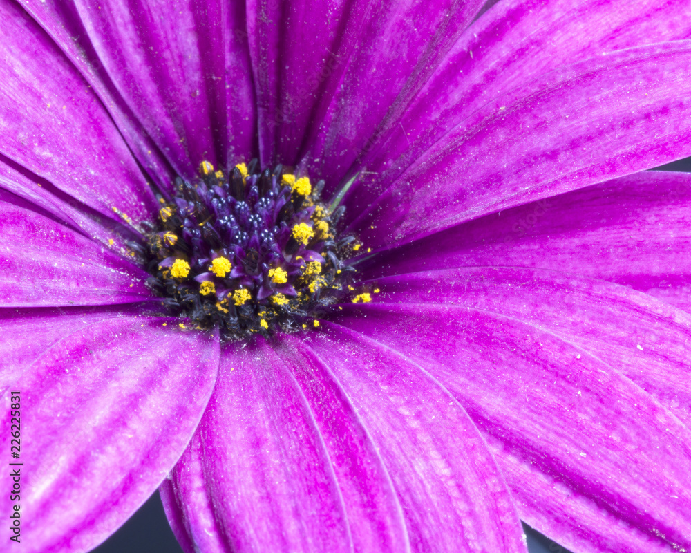 Color close-up of flower in bloom sprinkled with pollen. Color close-up of flower in bloom sprinkled with pollen.