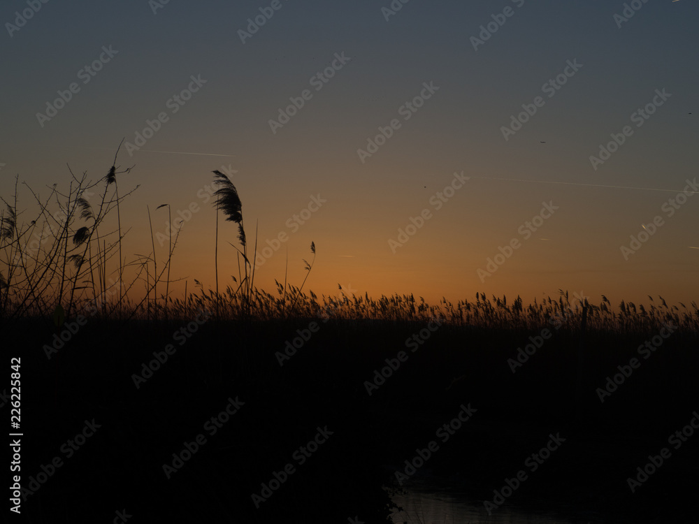 Sunset behind reed