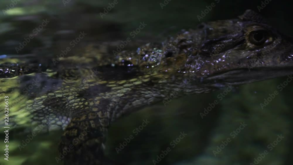A large crocodile in an aquarium on the surface of the water. A large crocodile in an aquarium on the surface of the water.