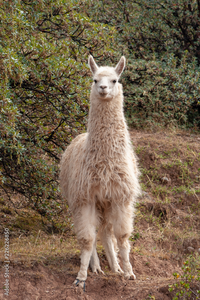 Cute white llama staring on roadside in South America