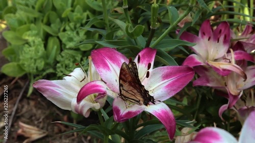 Monarch Butterfly feeding on Lily photo