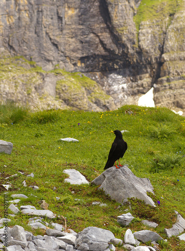Black alpine chough standing on the stone with a rock on bacground