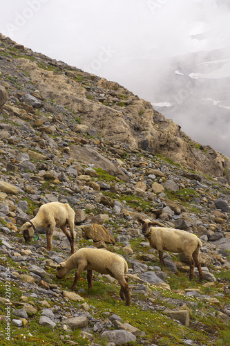 Group of grazing sheep in the mountain stony landscape © Tulda