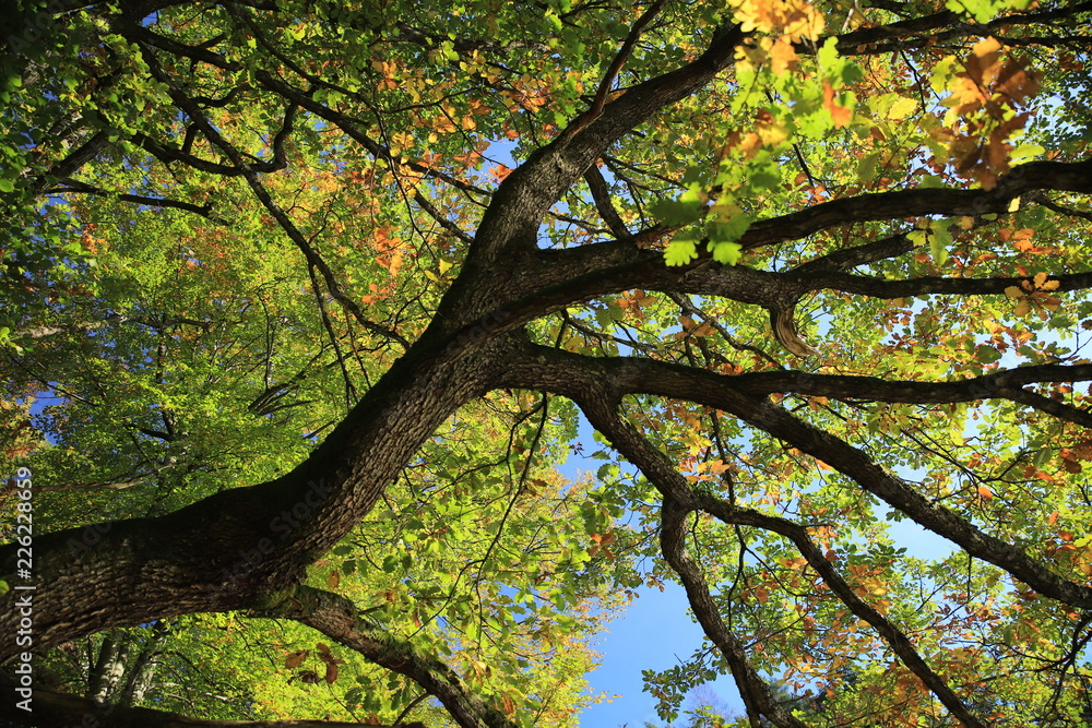 Old oak tree Old oak tree
