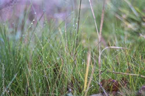 grass in field