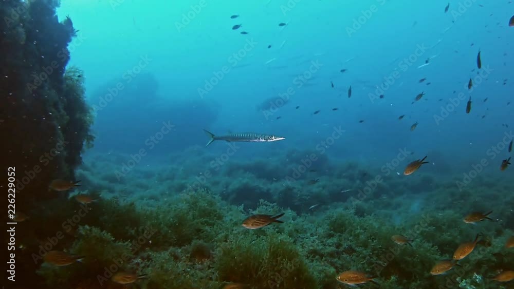 Marine wildlife Alone striped barracuda swimming in a reef Marine wildlife Alone striped barracuda swimming in a reef