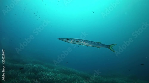 Wallpaper Mural Alone barracuda swimming in a reef - Scuba diving in Mallorca Spain Torontodigital.ca