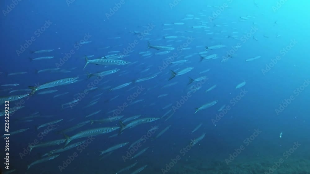 Underwater scene - Big school of striped barracudas swimming - Marine life Underwater scene - Big school of striped barracudas swimming - Marine life