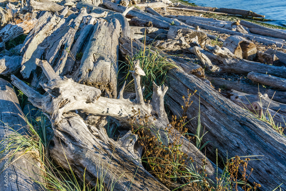 Coastline Driftwood Piles 6