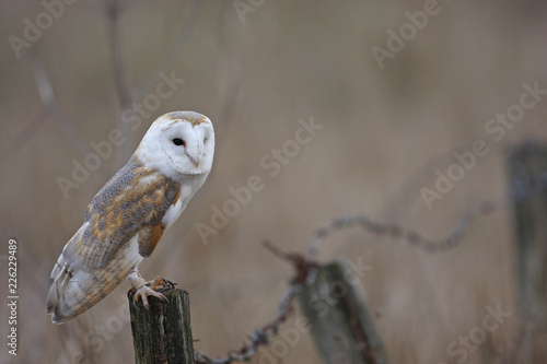 Barn Owl