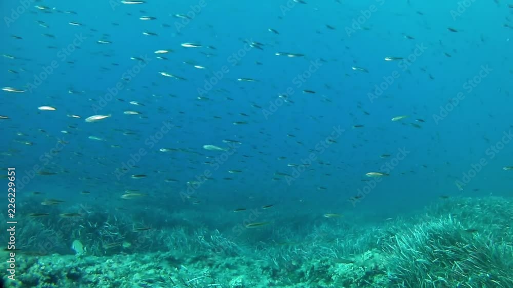 Little fishes shoal swimming - Marine life Little fishes shoal swimming - Marine life