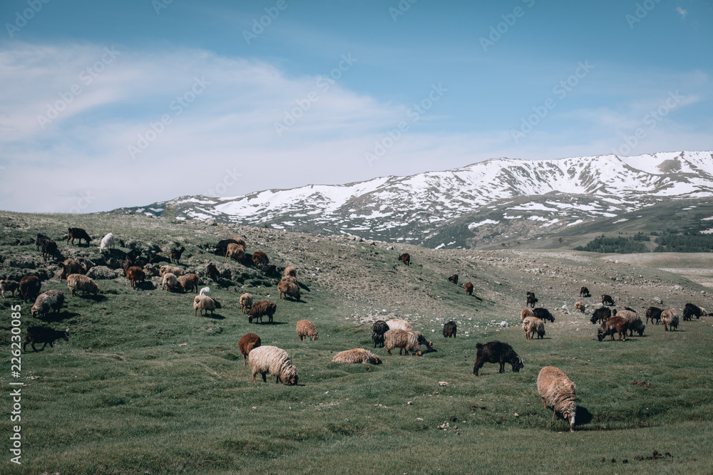 Sheep on an Alpine meadow
