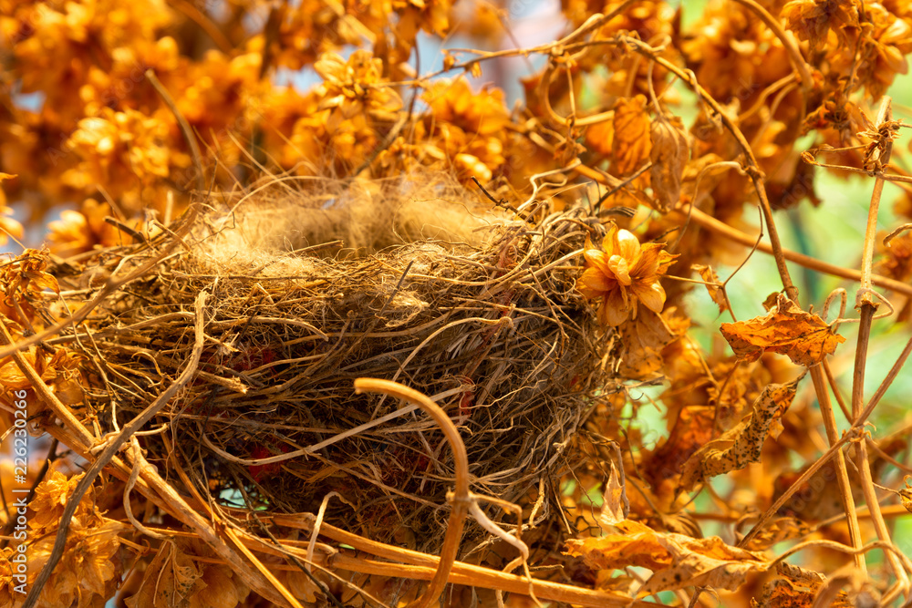An empty bird's nest in a thicket of hops An empty bird's nest in a thicket of hops