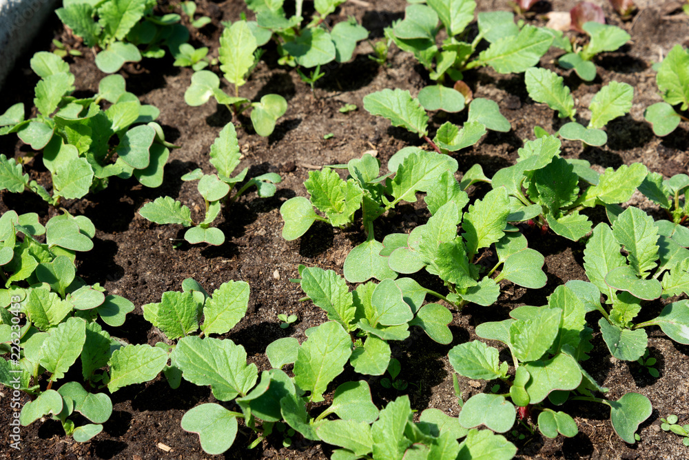 Spring shoots of seedlings. Young radishes in the sun Spring shoots of seedlings. Young radishes in the sun